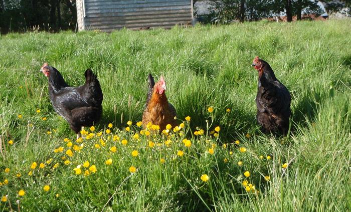 Collect your eggs for tea